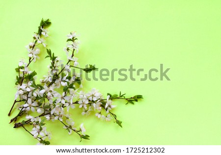 Whitecolor cherry flower blossoms on light green background. Spring holyday concept. Top view.Selective soft focus. Text copy space.