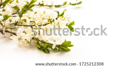 Whitecolor cherry flower blossoms on white background isolated banner. Spring holyday concept. Top view.Selective soft focus. Text copy space.