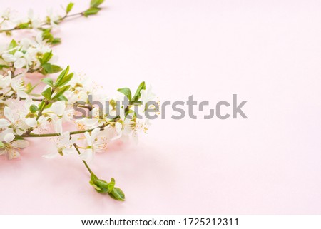 Whitecolor cherry flower blossoms on light pink background. Spring holyday concept. Top view.Selective soft focus. Text copy space.