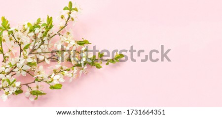 Whitecolor cherry flower blossoms on light pink background banner. Spring holyday concept. Top view.Selective soft focus. Text copy space.