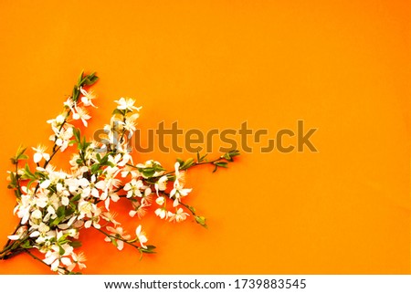 Whitecolor cherry flower blossoms on orange background. Spring holyday concept. Top view.Selective soft focus. Text copy space.