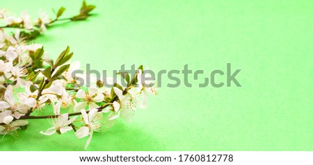 Whitecolor cherry flower blossoms on bright green background banner. Spring holyday concept. Top view.Selective soft focus. Text copy space.