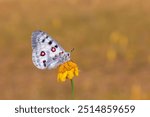 white-coloured, red-black-spotted mountain butterfly that wanders at high altitudes, Parnassius apollo