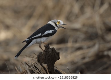 White-crested helmet-shrike looking for food on a tree