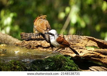 The White-crested Laughingthrush , Bird of Thailand