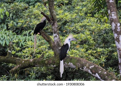 White-crowned Hornbill (Aceros Comatus) In Borneo, Malaysia