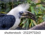 White-crowned hornbill, a frugivore and insect-eater, inhabits dense rainforests. Photo taken in Southeast Asia.