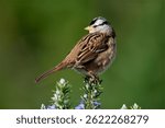 A White-crowned Sparrow (Zonotrichia leucophrys) is perched gracefully on the tip of a rosemary branch adorned with purple flowers
