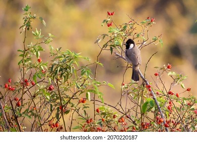 White-eared Bulbul Bird In Nature