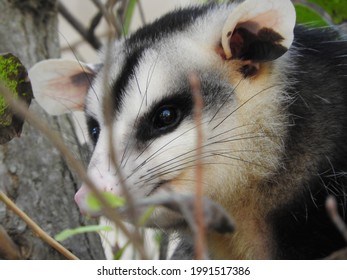 White-eared Opossum (Didelphis Albiventris )