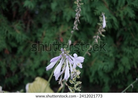 White-edged hosta, syn. Funkia, plantain lily, blooms with light purple flowers in October. This shade-tolerant plant belongs to the family Asparagaceae, a subfamily of Agavoideae. Berlin, Germany