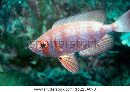 Whiteedged soldierfish