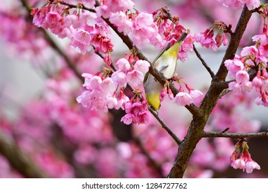 White-eye Bird on Cherry Blossom and sakura