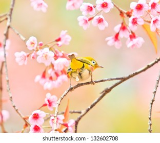 white-eye Bird on Cherry Blossom and sakura - Shutterstock ID 132602708