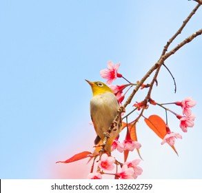 white-eye Bird on Cherry Blossom and sakura