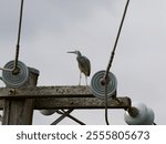 White-face Heron or White-fronted Heron (Egretta novaehollandiae)perched on top of a timber telegraph pole with overcast sky background

