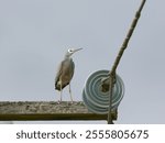 White-face Heron or White-fronted Heron (Egretta novaehollandiae)perched on top of a timber telegraph pole with overcast sky background

