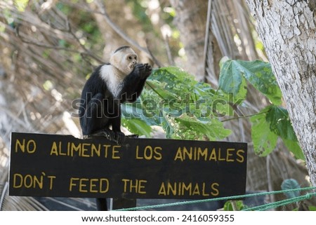 White-faced capuchin monkey (Cebus imitator) sitting on a sign that says don't feed the animals in Manuel Antonio national park. Costa Rica. Wildlife.