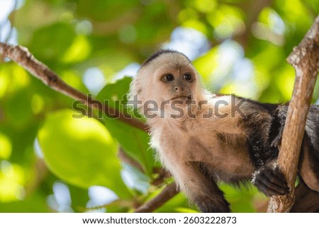 White-faced capuchin monkey close-up on tree branch in Costa Rica jungle