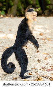 White-faced capuchin monkey on the sandy shore, eating tropical fruit in the coastal landscape of Cahuita National Park