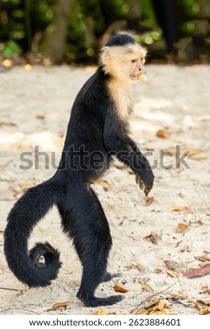 White-faced capuchin monkey on the sandy shore, eating tropical fruit in the coastal landscape of Cahuita National Park