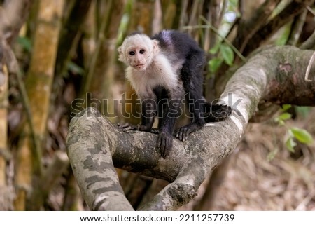White-faced capuchin - White headed capuchin along Sierpe river, Costa Rica Zdjęcia stock © 