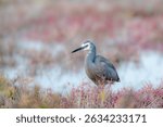 White-faced Heron Amidst Samphire, A stately white-faced heron stands gracefully among lush samphire along a rugged coastal edge, capturing nature’s quiet harmony.
