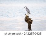White-faced heron (Egretta novaehollandiae) gray large water bird, animal stands on a stump sticking out of the water by the river.