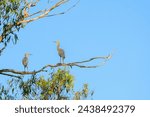 White-faced heron (Egretta novaehollandiae) gray large water bird, the animal stands high on a branch of a eucalyptus tree.