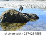 The white-faced heron (Egretta novaehollandiae) also known as the white-fronted heron. It is a medium-sized heron, pale, slightly bluish-grey, with yellow legs and white facial markings. Kaikoura, NZ.