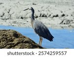 The white-faced heron (Egretta novaehollandiae) also known as the white-fronted heron. It is a medium-sized heron, pale, slightly bluish-grey, with yellow legs and white facial markings. Kaikoura, NZ.