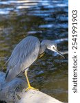 The white-faced heron (Egretta novaehollandiae) in its natural habitat