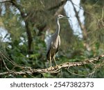 White-Faced Heron (Egretta novaehollandiae) perched on a branch with green forest background