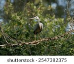 White-Faced Heron (Egretta novaehollandiae) perched on a branch with green forest background