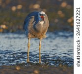 A White-faced Heron (Egretta novaehollandiae) stands in shallow tidal waters, captured mid-call in the warm glow of sunrise. With its beak open and feathers fluffed, the bird displays vivid personalit