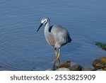 A white-faced heron (Egretta novaehollandiae) wading in the lake