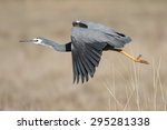White-faced heron in flight