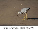 The white-faced heron also known as the white-fronted heron, and incorrectly as the grey heron, or blue crane, is a common bird throughout most of Australia.