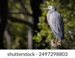 A White-faced Heron perched on a tree stump