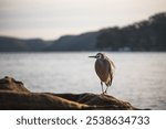 A white-faced heron resting on the rocky shore, Egretta novaehollandiae