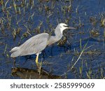 White-faced heron or White fronted heron (Egretta novaehollandiae) wading in shallows