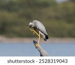 White-faced heron or White-fronted Heron (Egretta novaehollandiae) perched  on one leg on a dead tree stump with water and island in background