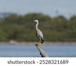 White-faced heron or White-fronted Heron (Egretta novaehollandiae) perched a dead tree stump with water and island in background