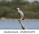 White-faced heron or White-fronted Heron (Egretta novaehollandiae) perched a dead tree stump with water and island in background