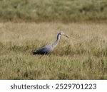 White-faced heron or White-fronted Heron (Egretta novaehollandiae) patrolling long grass around saltmarshes for food.