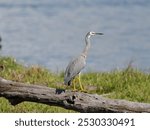 White-faced heron or White-fronted Heron (Egretta novaehollandiae) perched a dead tree log with water and island in background