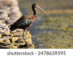 A white-faced ibis standing on a beach, with a body of water in the background