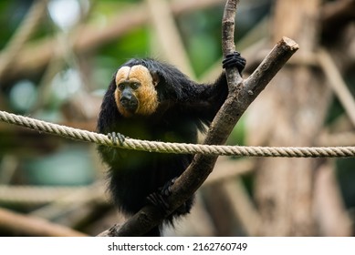 White-faced Saki Monkey. White-faced Saki Monkey sitting in the treetops. Pithecia pithecia, detail portrait of dark black monkey with white face, animal in the nature habitat, wildlife.  - Powered by Shutterstock