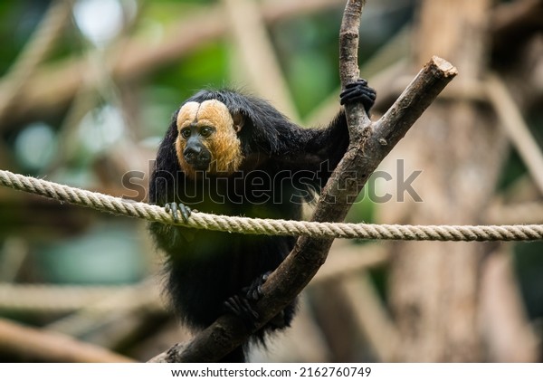 White-faced Saki Monkey. White-faced Saki Monkey sitting\
in the treetops. Pithecia pithecia, detail portrait of dark black\
monkey with white face, animal in the nature habitat, wildlife.\
