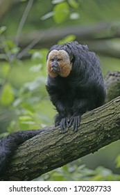 White-faced Sakia, Pithecia Pithecia, Single Mammal On A Branch